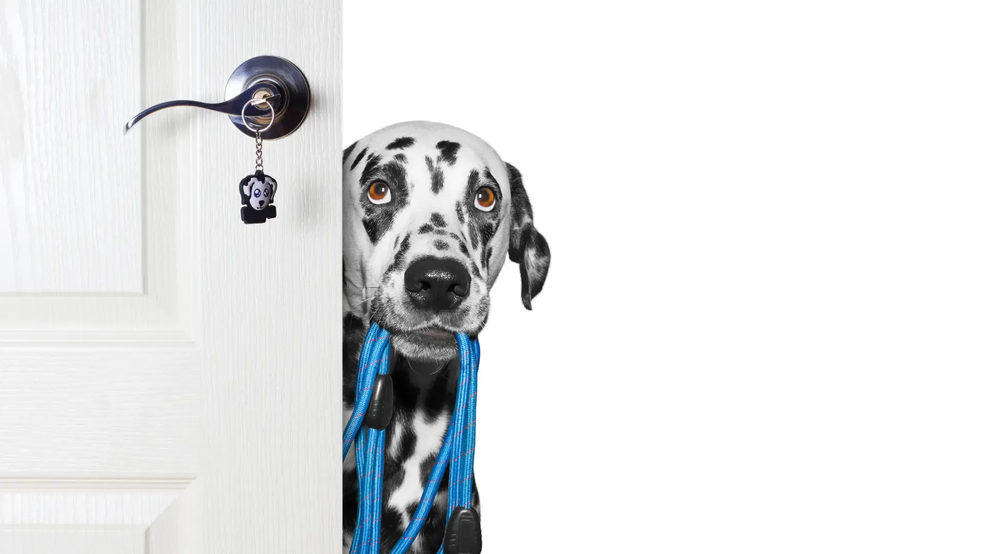 Dalmatian looking up from behind a door with a lead in its mouth