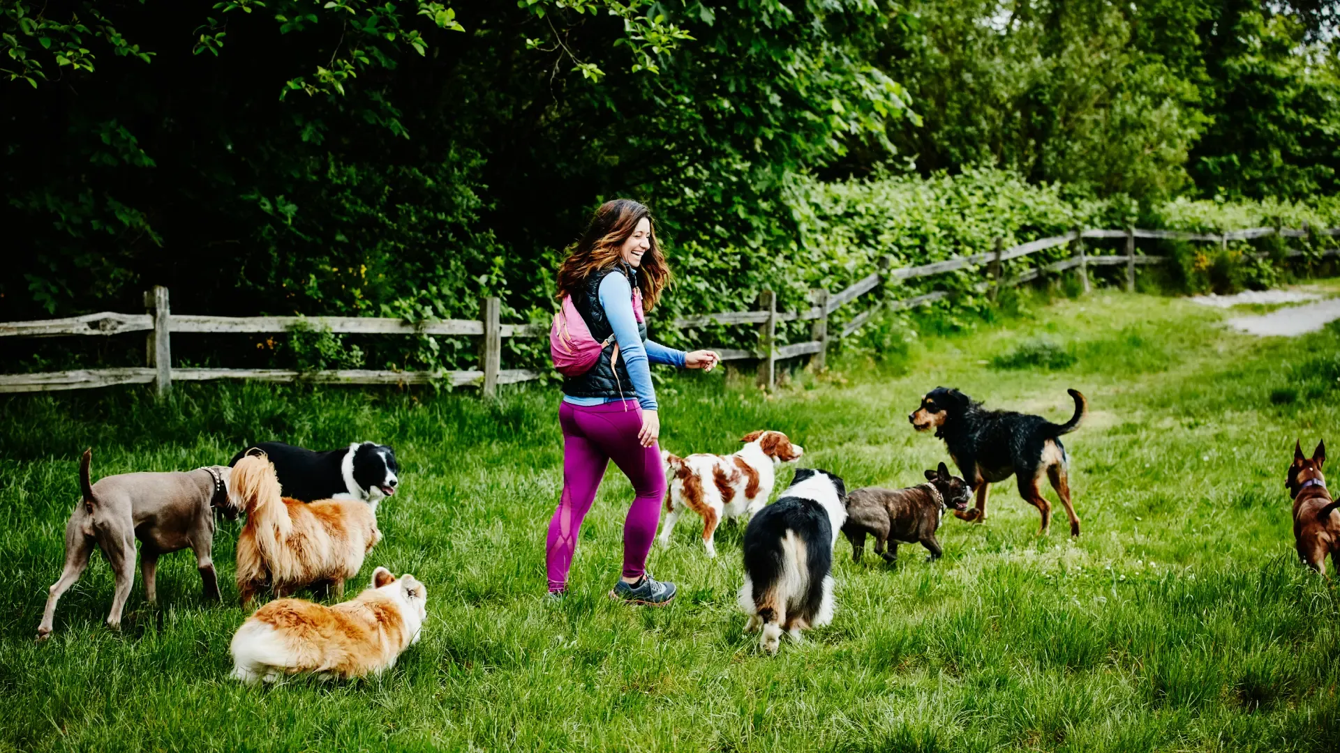 Smiling female dog walker walking through a field in a dog park with a group of dogs