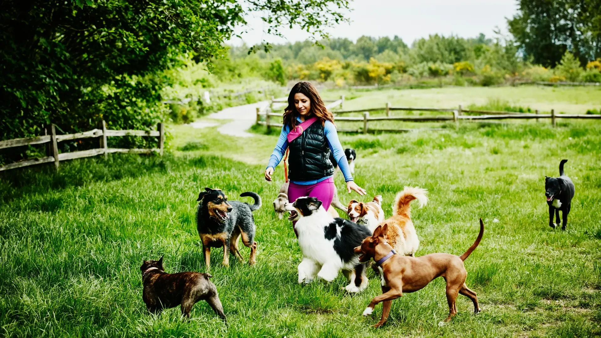 Woman walking the dogs of her dog walking service in nature