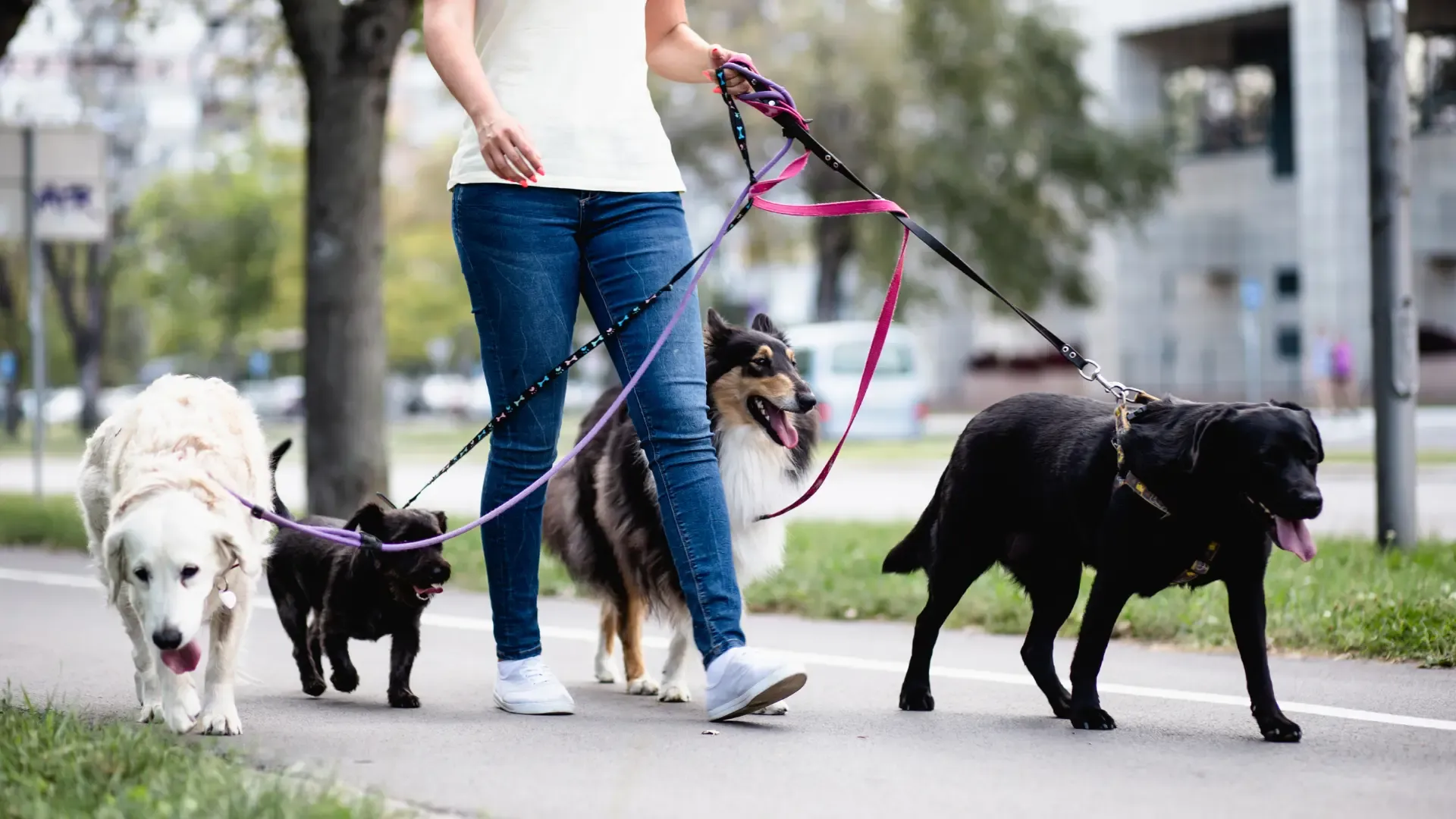 A woman walking four dogs
