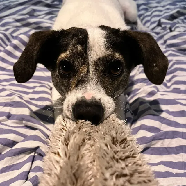 Photo of Bing, team member of DoggyDoggy