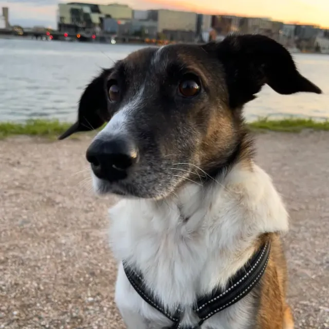 Photo of Mini, team member of DoggyDoggy
