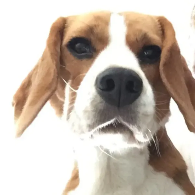 Photo of Sherlock, team member of DoggyDoggy